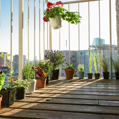 THE PATIO GARDEN: Gambling with Sunshine and Shade