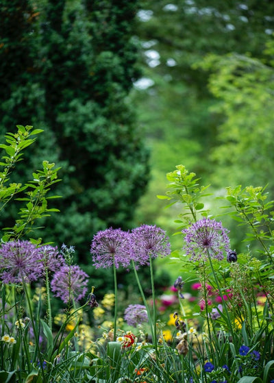 The Birth Of My Happy Place - My Garden!