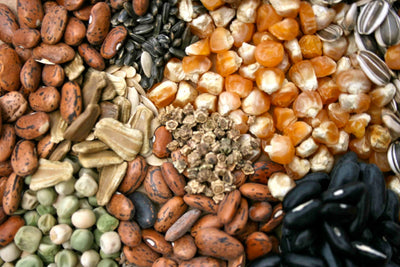 A Broad Overview Of Seed Saving. Part 1 Of Seed Saving Series.