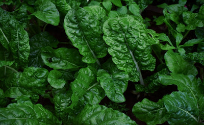 Popeye & Olive Would Agree - Spinach & Swiss Chard - Part 7 Of Seed Saving Series.