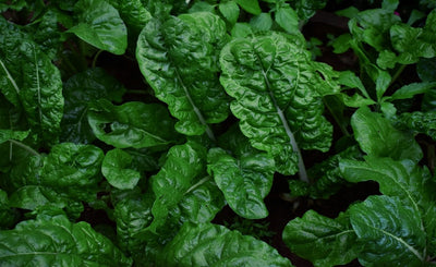 Popeye & Olive Would Agree - Spinach & Swiss Chard - Part 7 Of Seed Saving Series.