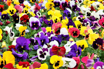 VIOLA & PANSY: Keeping the Colder Months Colourful