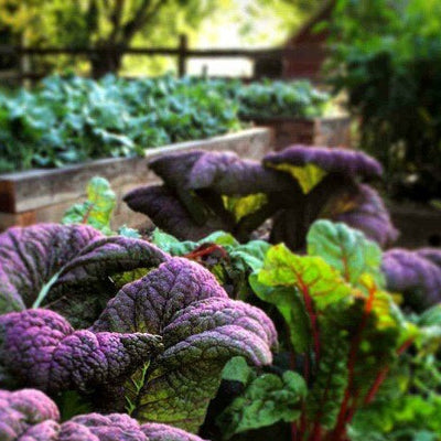 Great Choices for your South African Winter Vegetable Garden!