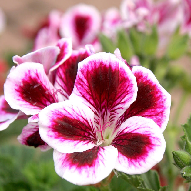 Pelargonium & Geranium Seeds | Seeds For Africa