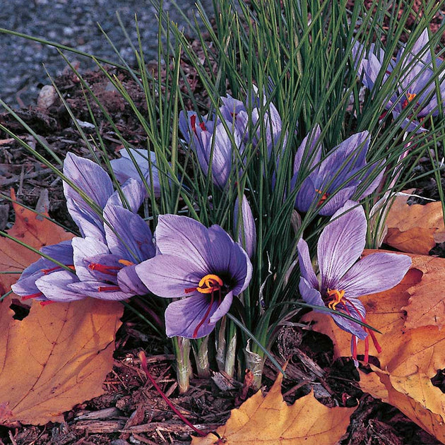 Saffron - Crocus Sativus | Seeds For Africa