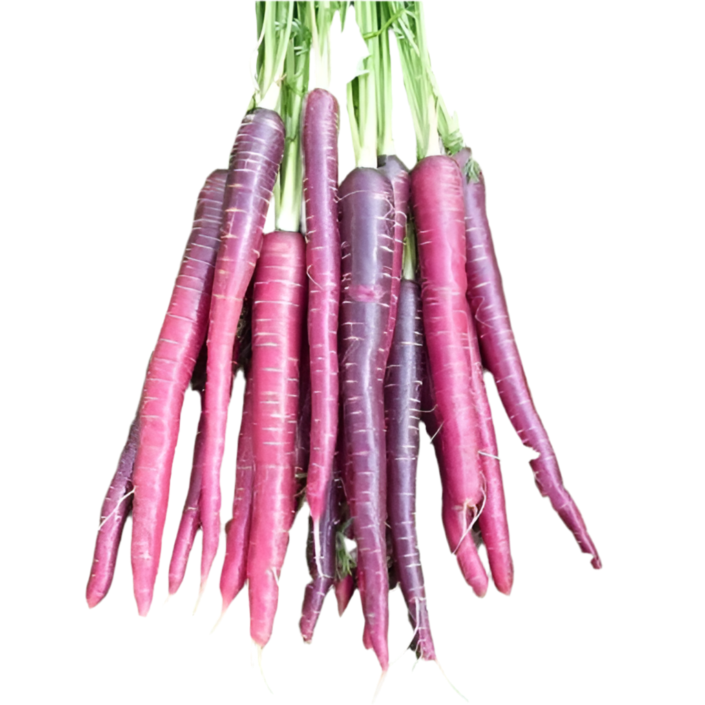 Purple Carrot ORGANIC Heirloom Vegetable 50 Seeds