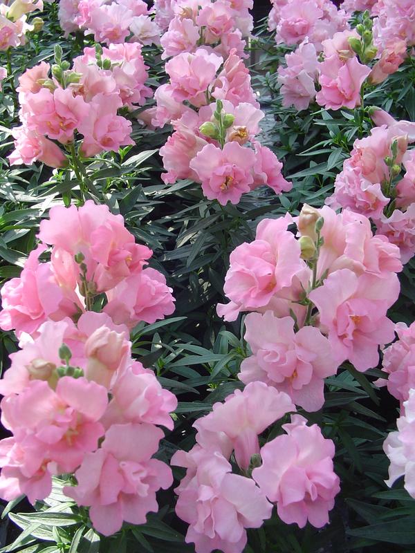 Antirrhinum Twinny Rose-  10 seeds