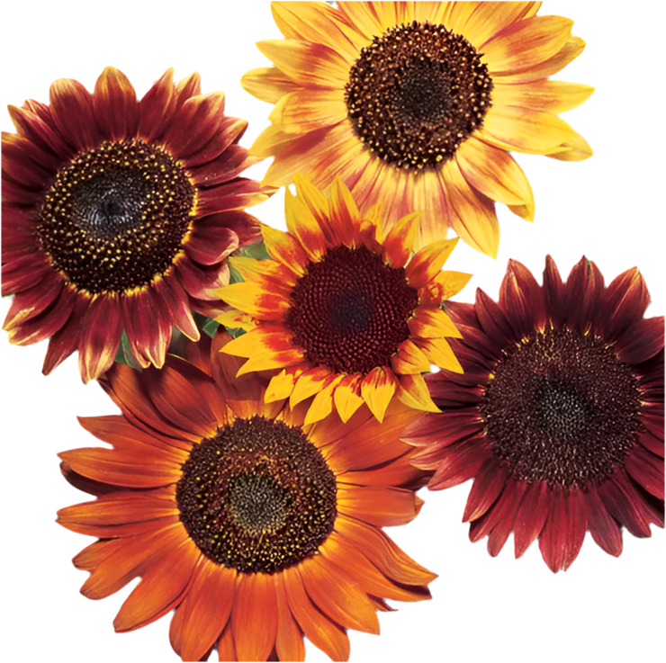 Red Sun Sunflower - Helianthus annuus - Annual Flower - 10 Seeds