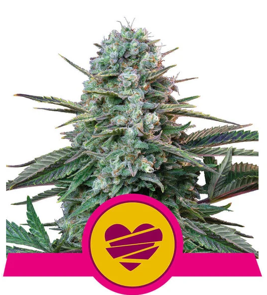 Royal Queen Seeds - Wedding Crasher - Cannabis Breeders Pack - Feminized Cannabis Seeds