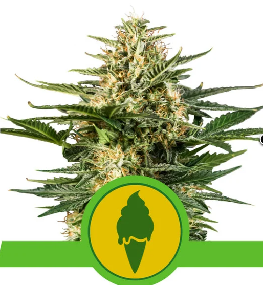 Royal Queen Seeds - Green Gelato Auto - Cannabis Breeders Pack - Autoflowering Cannabis Seeds