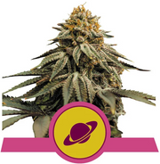 Royal Queen Seeds - Royal Skywalker - Cannabis Breeders Pack - Feminized Cannabis Seeds