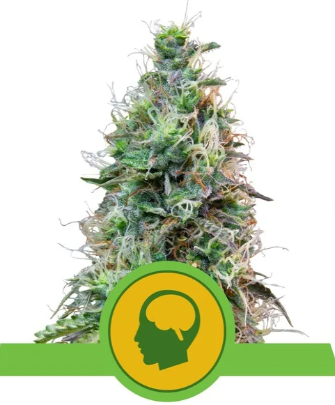Royal Queen Seeds - Amnesia Haze Auto - Cannabis Breeders Pack - Autoflowering Cannabis Seeds