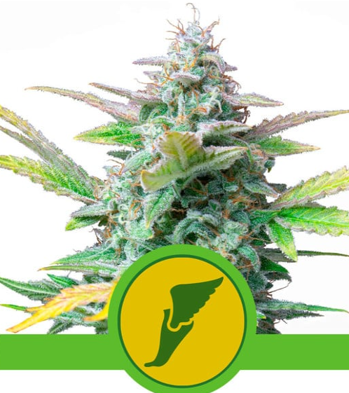 Royal Queen Seeds - Quick One - Cannabis Breeders Pack - Autoflowering Cannabis Seeds