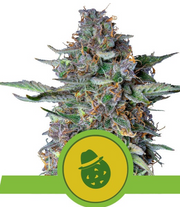 Royal Queen Seeds - Do-Si-Dos Auto - Cannabis Breeders Pack - Autoflowering Cannabis Seeds