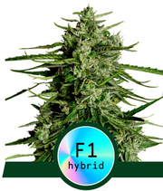 Royal Queen Seeds - Titan F1 - Cannabis Breeders Pack - F1 Hybrid Cannabis Seeds | Seeds For Africa