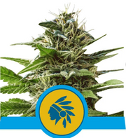 Royal Queen Seeds - Tatanka Pure CBD - Cannabis Breeders Pack - CBD Cannabis Seeds