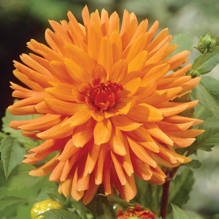 Dahlia Cactus - Orange - 2 bulbs (not seed) | Seeds For Africa