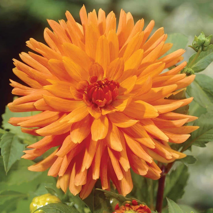 Dahlia Cactus - Orange - 2 bulbs (not seed) | Seeds For Africa