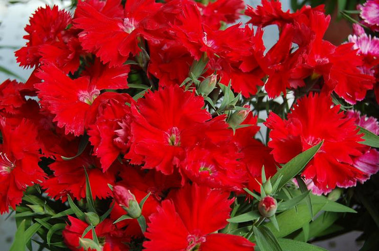 Dianthus Diana Scarlet - 10 seeds