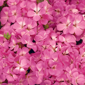Geranium Multibloom Pink - 5 seeds
