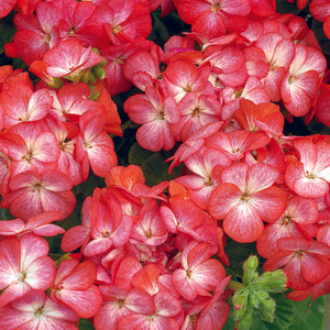 Geranium Multibloom Scarlet Eye - 5 seeds