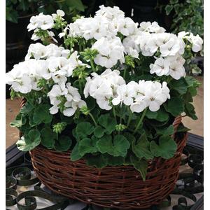 Geranium Multibloom White - 5 seeds