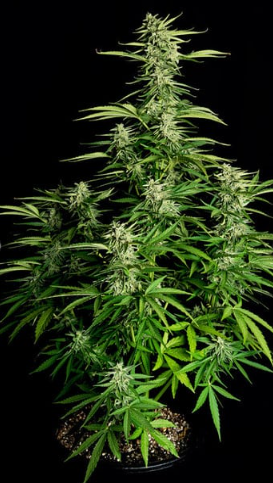 Royal Queen Seeds - Orion F1 - Cannabis Breeders Pack - F1 Hybrid Cannabis Seeds
