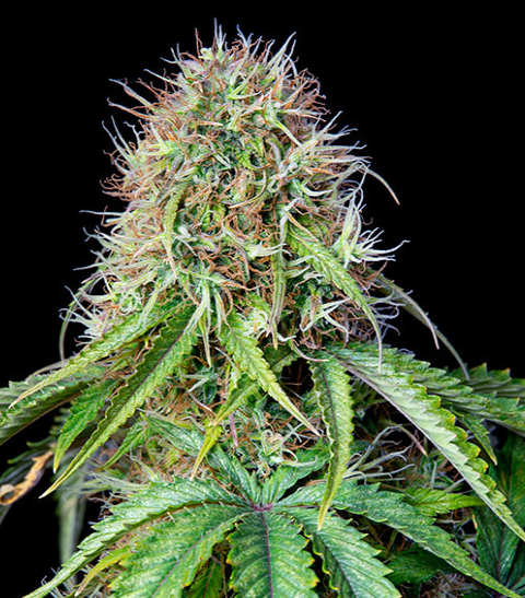 Royal Queen Seeds - Royal CBG Automatic - Cannabis Breeders Pack - CBD Cannabis Seeds