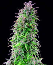 Royal Queen Seeds - Royal THCV - Cannabis Breeders Pack - CBD Cannabis Seeds