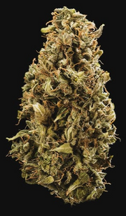 Royal Queen Seeds - Sherbet Queen Auto - Cannabis Breeders Pack - Autoflowering Cannabis Seeds