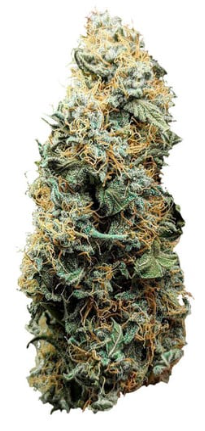 Royal Queen Seeds - Titan F1 - Cannabis Breeders Pack - F1 Hybrid Cannabis Seeds | Seeds For Africa