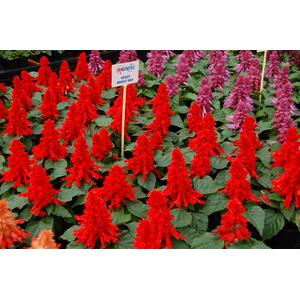 Salvia Reddy Bright Red - 10 seeds