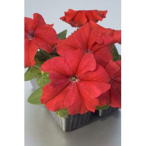 Petunia Limbo GP Red - 10 seeds