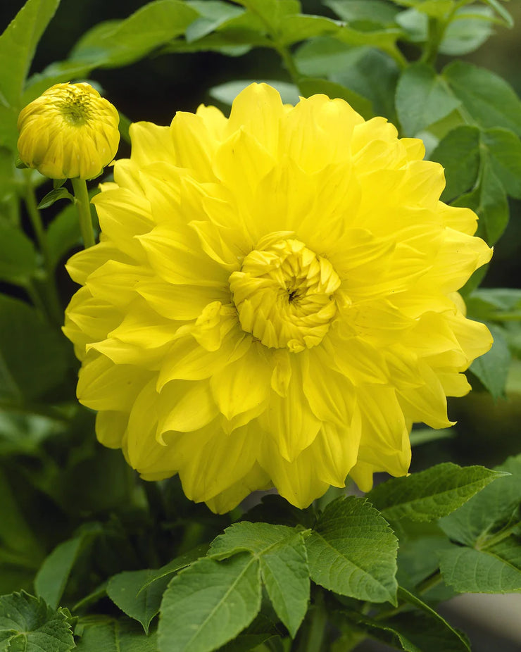 Dahlia Decorative Flower bulbs - Yellow - 2 bulb (not seeds) | Seeds For Africa