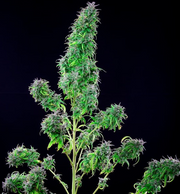 Royal Queen Seeds - Royal THCV - Cannabis Breeders Pack - CBD Cannabis Seeds