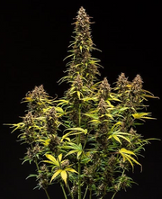 Royal Queen Seeds - Do-Si-Dos Auto - Cannabis Breeders Pack - Autoflowering Cannabis Seeds
