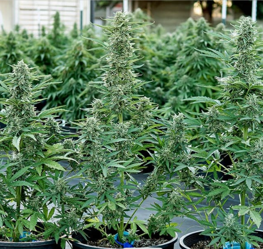 Royal Queen Seeds - Epsilon F1 - Cannabis Breeders Pack - F1 Hybrid Cannabis Seeds | Seeds For Africa