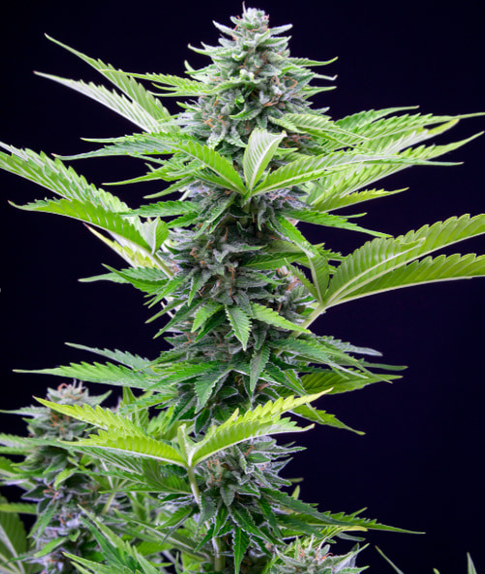 Royal Queen Seeds - Fast Eddy Automatic CBD - Cannabis Breeders Pack - CBD Cannabis Seeds