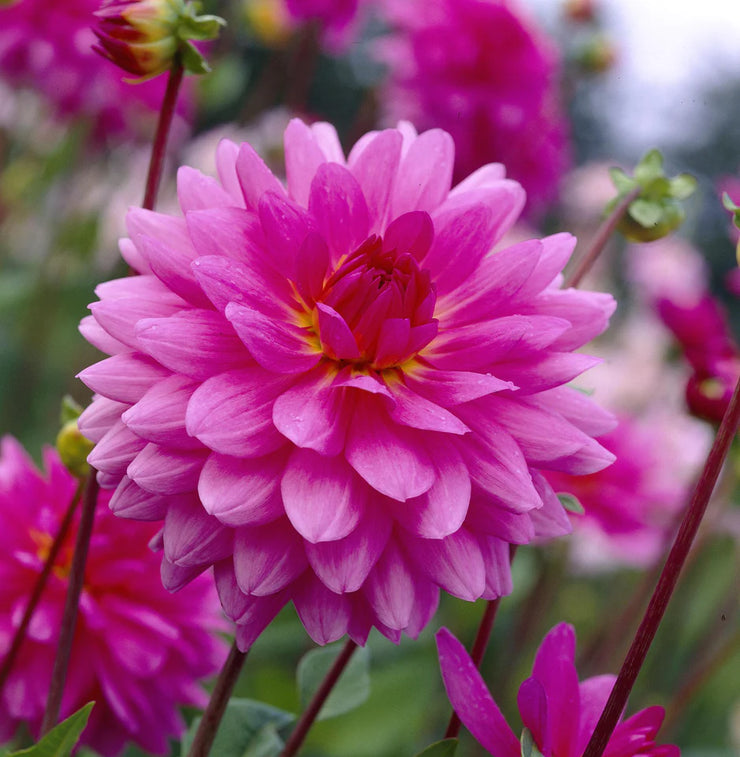 Dahlia Decorative Flower bulbs - Rosella - 1 bulb (not seeds)