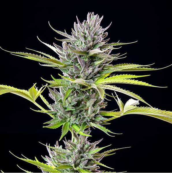 Royal Queen Seeds - Triple G - Cannabis Breeders Pack - Feminized Cannabis Seeds
