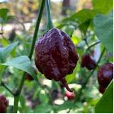 7 Pot Primo Chocolate - Capsicum Chinense - Chilli Pepper - 5 Seeds