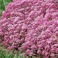 Alyssum Easter Bonnet Deep Pink - 10 seeds | Seeds For Africa
