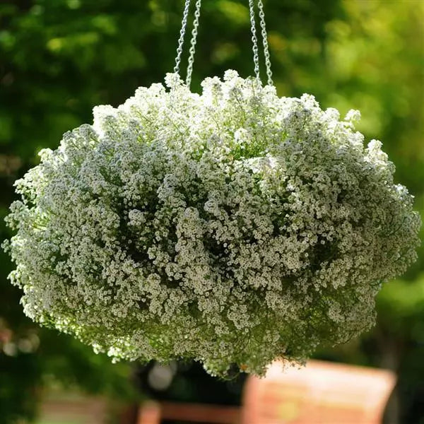 Alyssum Clear Crystal White - 10 seeds | Seeds For Africa