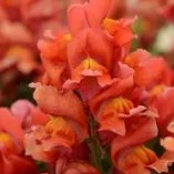 Antirrhinum Snapshot Orange - 10 seeds