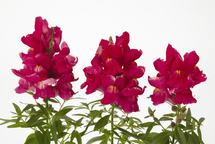 Antirrhinum Snapshot Rose- 10 seeds