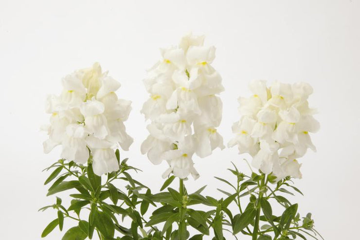 Antirrhinum Snapshot White - 10 seeds