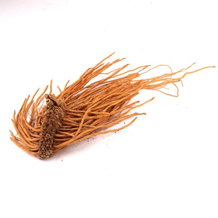 Asparagus Crowns - 7 crowns : UC157 Hybrid - SPA