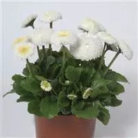 Bellis Bellisima White - English Daily - 10 seeds | Seeds For Africa