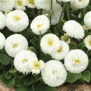 Bellis Bellisima White - English Daily - 10 seeds | Seeds For Africa