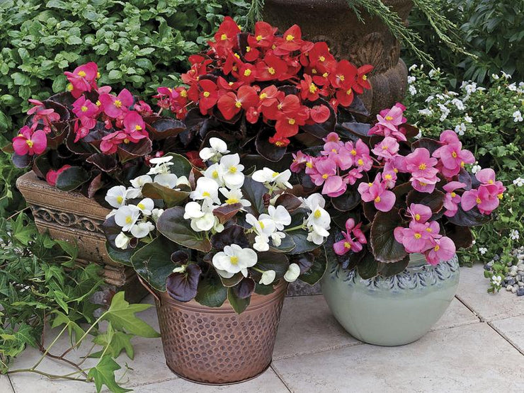 Begonia Rl Eris Mix - 10 seeds